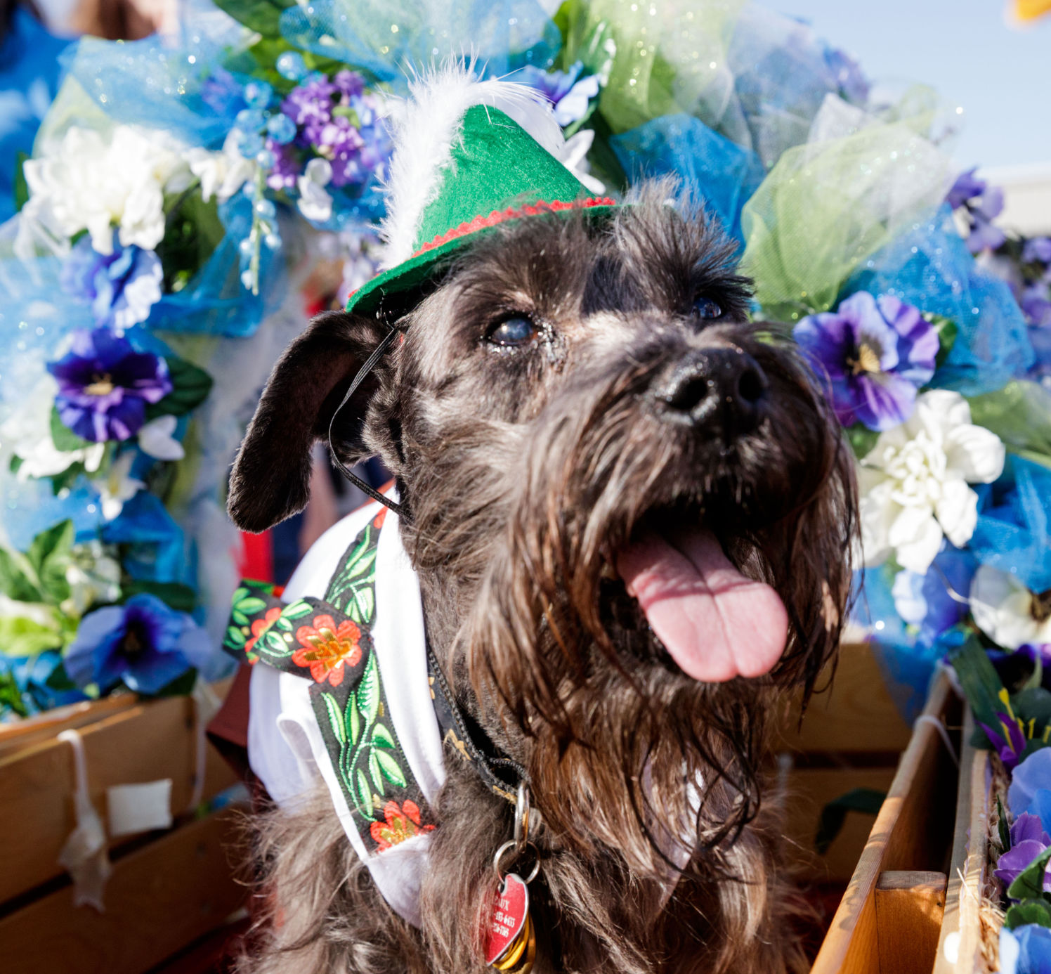 NO.schnauzer.101517.002.JPG